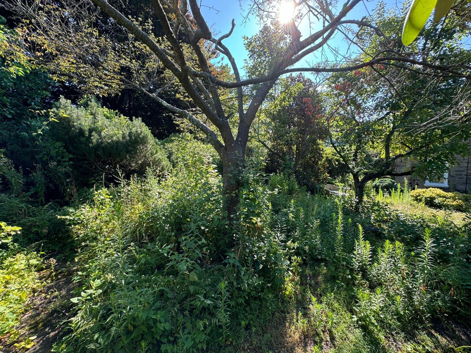 Yard cleanup work by Green Force Property Services